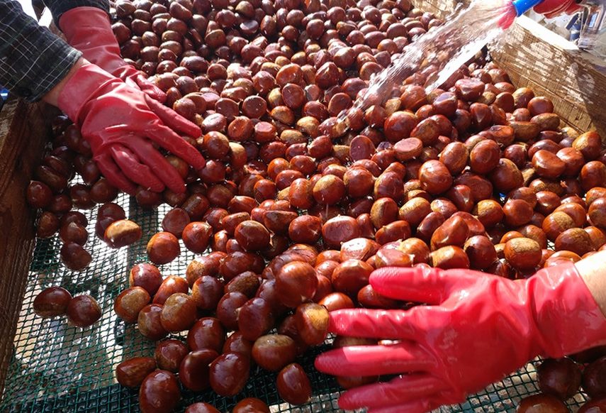 부여 유기농 깐밤 1kg 250g 4ea 생율밤 알밤